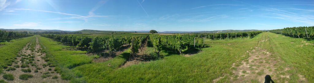 Rheinhessen, Rheingau und Nahe auf einen Blick